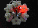 clp06837.gif