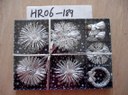 hr06-189.jpg